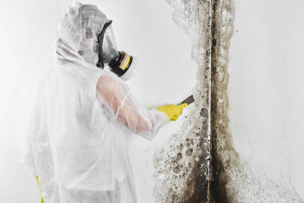 Reliable Keys, OK Mold Removal Solutions