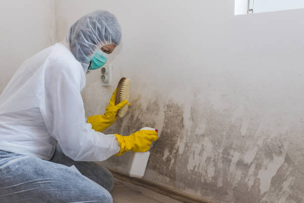 Best Certified Mold Removal  in Keys, OK