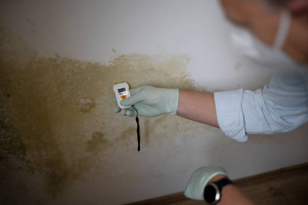 Best Mold Removal and Inspection  in Keys, OK