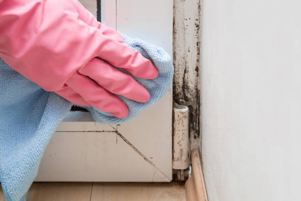 Best Toxic Mold Removal  in Keys, OK